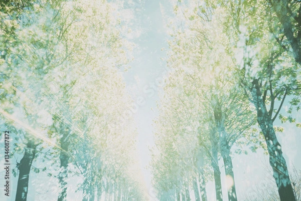 Obraz 木, 葉っぱ, 森, 自然, 光, 木漏れ日, イメージ, 抽象, 動き, 並木, 並木道, 道, tree, leaf, forest, nature, light, sunlight through trees, image, abstract, movement, tree-lined, path