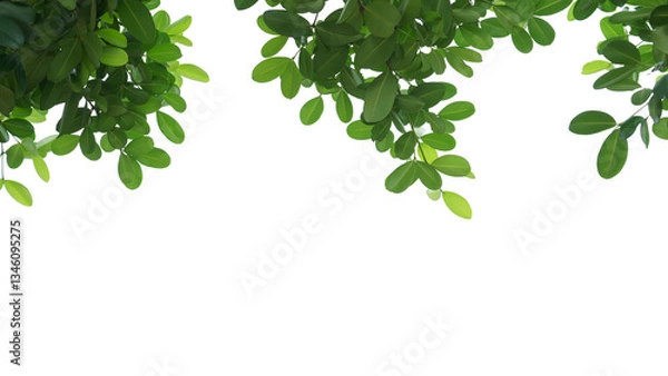 Obraz branch leaves or green leaf isolated. Tree Leaf Frame