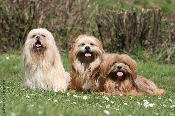 Fototapeta trio de lhassa apso ensemble tirant la langue