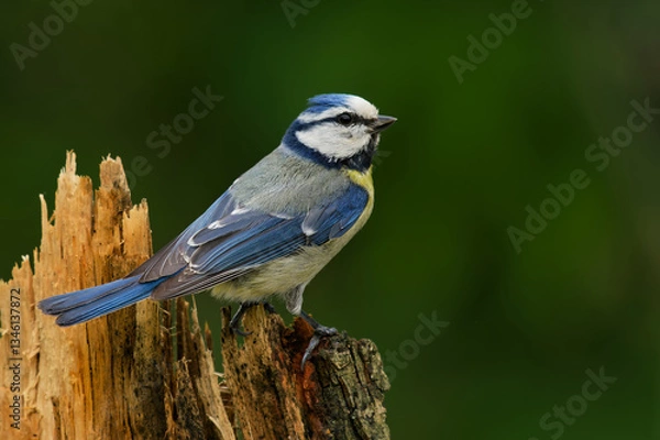 Obraz Blaumeise auf einem Baumstumpf
