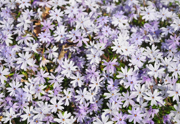 Obraz Polster-Phlox (Phlox subulata)
