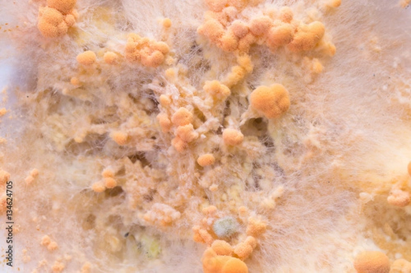 Obraz Orange fungus