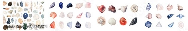Fototapeta Seashell illustration paired with watercolor sea-shells, positioned on a simple and isolated background