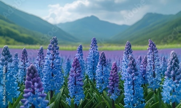 Fototapeta The fields are filled with blue and purple hyacinths, Generative AI