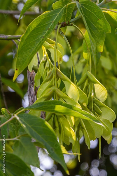 Fototapeta Maple Holly or maple sycamore or Maple platanolistny lat Acer platanoides a species of the genus Maple Acerfamily Sapindaceae