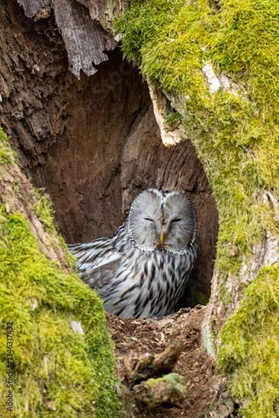 Obraz Female Ural owl (Strix uralensis) on the nest, inside an oak tree, March