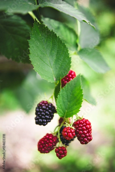 Fototapeta blackberries