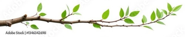 Fototapeta Single isolated tree branch on white background, calm, wooden
