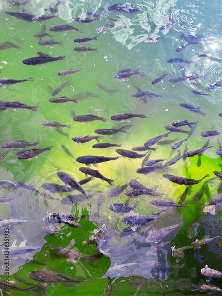 Obraz fish in the clear pond