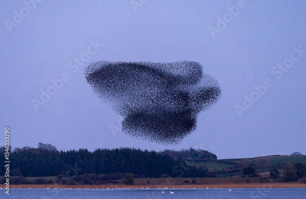 Fototapeta Starling murmuration where large flock of birds fly together forming shapes. Common or European starlings "Sturnus vulgaris" flying over lake in swarm. Series 1 of 4. Lough Ennell, Ireland
