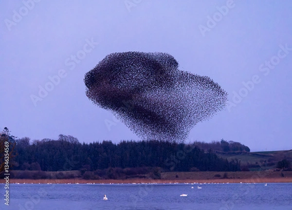 Fototapeta Murmuration of starlings over lake.  Large flock of birds in flight forming shapes over lake with swans. Shape resembles a bunny rabbit. Series 3 of 4. Lough Ennell, Ireland