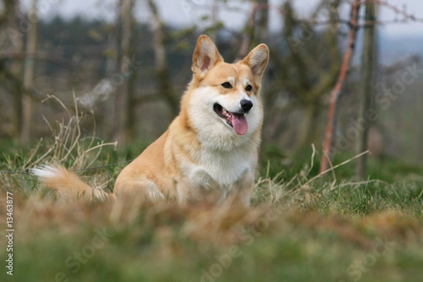 Fototapeta welsh corgi pembroke assis et tirant la langue