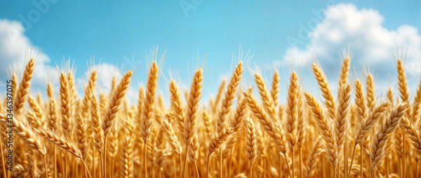 Fototapeta Wheat ears or spikelets. Yellow field,  blue sky background. Horizontal layout for bread products