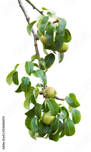 Fototapeta One big pear tree branch with fruits and green leaves isolated on a transparent background