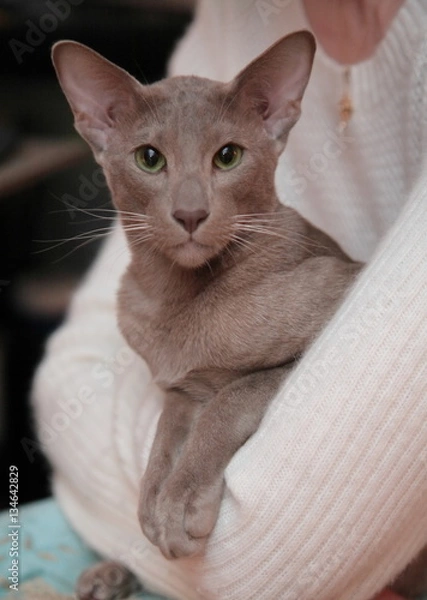 Fototapeta Oriental kitten cat in woman's arms looking at camera