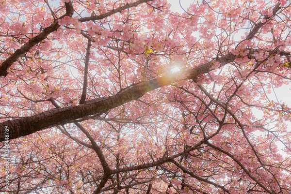 Obraz サクラ　桜　さくら