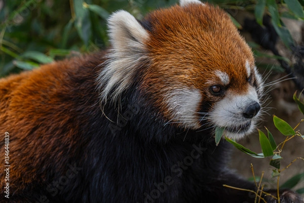 Obraz レッサーパンダ