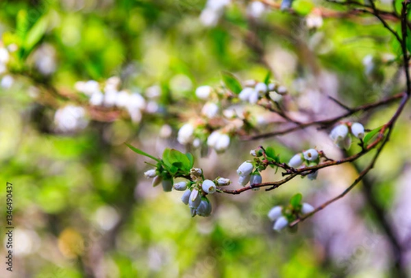 Fototapeta Vaccinium darrowii, with the common names Darrow's blueberry, bell-shaped flowers on a bush net in evergreen blueberry, Appalachian Trail, New Jersey