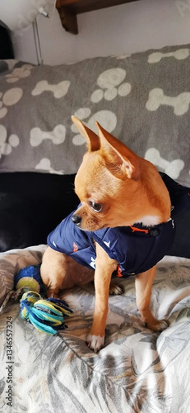 Obraz little chihuahua in funny pose for photo