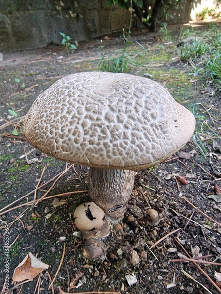 Obraz Close-Up of Mushroom in Sunlit Green Meadow