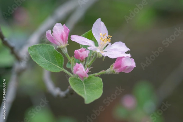 Fototapeta Closeup of the pink petals of an apple tree in bloom.
