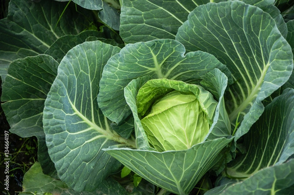 Obraz The cabbage closeup