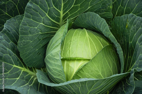 Obraz The cabbage closeup