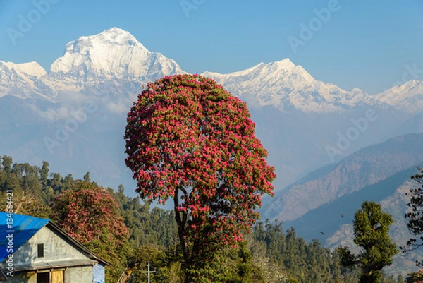 Obraz Rhododendron in front of Annapurna peak, Nepal