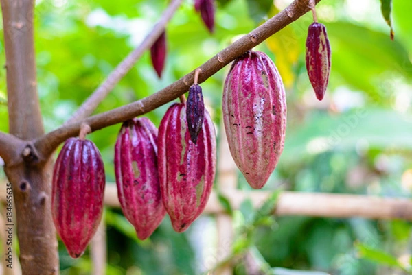 Obraz Cocoa fruit on a tree
