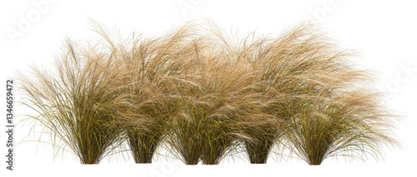 Fototapeta 3d render of a Stipa nassella or  tenuissima grass, or Mexican fethergrass isolated over transparent background, PNG cut-out