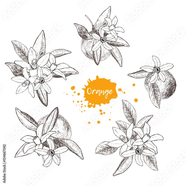Fototapeta Set of isolated hand drawn oranges and flowers in sketch style. 