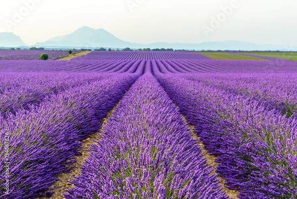 Obraz lilac lavender fields surrounded by mountains, Provence