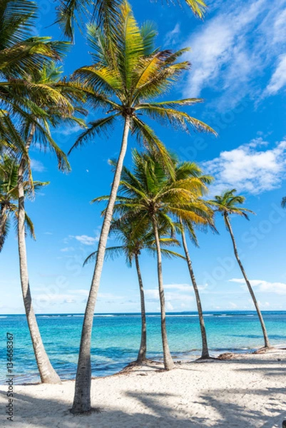 Obraz beachfront of Plage de la Caravelle in Guadeloupe