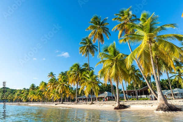 Obraz beachfront of Plage de la Caravelle in Guadeloupe