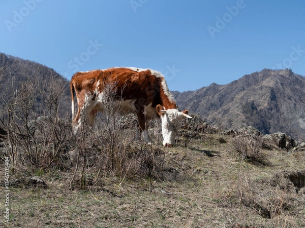 Fototapeta A calf among the barely appeared grass in the Altai Mountains in spring