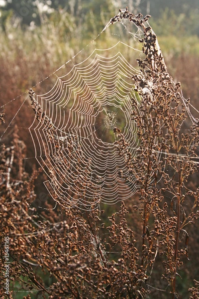 Obraz spinnennetz