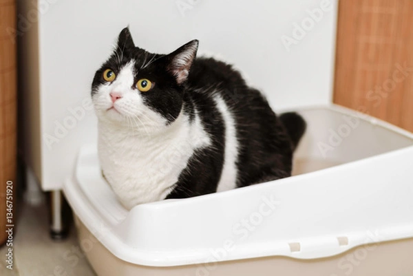Obraz Black and white cat goes to the toilet in a litter tray in the bathroom