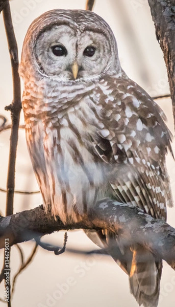Obraz Barred owl
