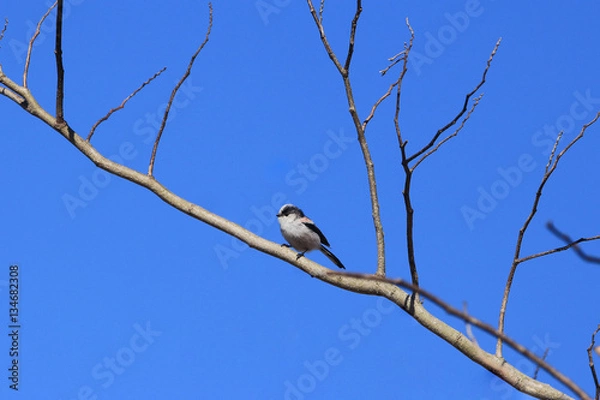 Fototapeta エナガ