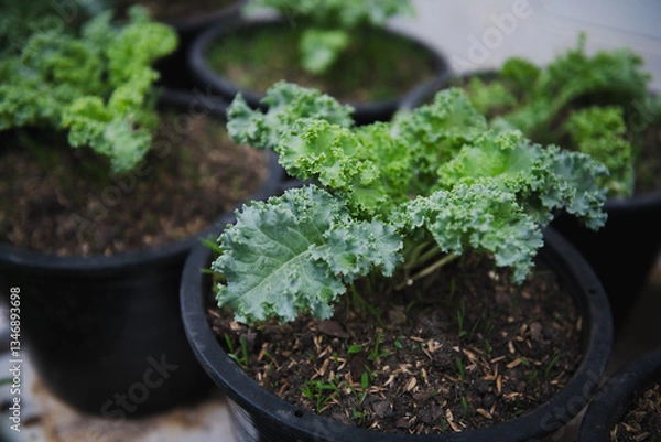 Fototapeta Fresh kale leaves growing in pots, showcasing vibrant green colors and texture