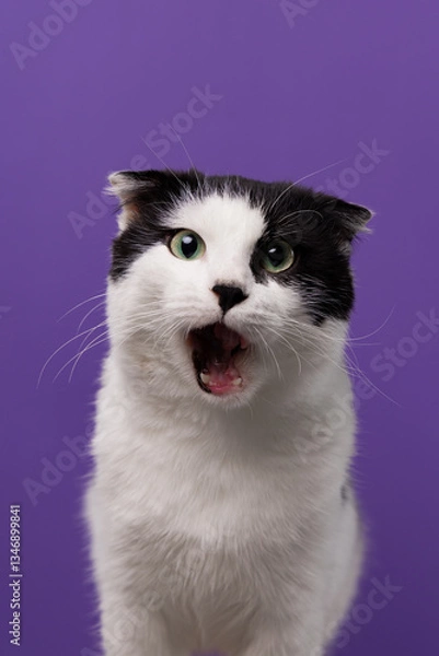 Obraz Expressive black and white cat caught mid-meow surprised, sassy, or just full of opinions