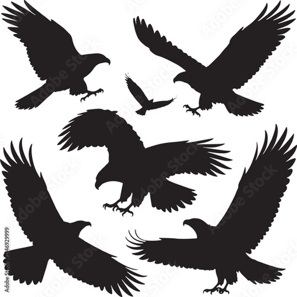 Obraz eagle vector illustration