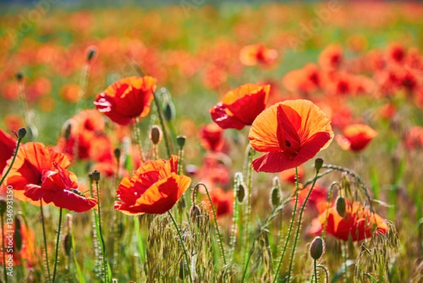 Obraz Vibrant Red Poppies in Bloom