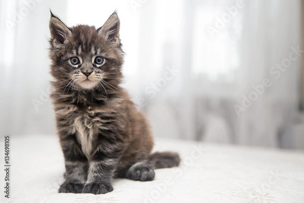 Obraz Маленький пушистый котенок Мейн-Кун играет. 