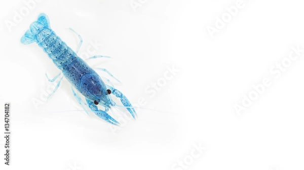 Fototapeta Blue crayfish on white background