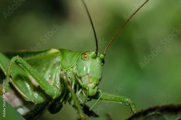 Obraz grashuepfer kopf
