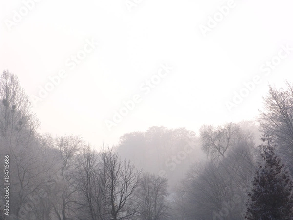 Obraz winter, fog, weather, tree, landscape, nature, outdoor, scenic, mist, snow, park, forest, cold, foggy, silhouette, misty, spooky, scene, natural, dark, background, white, fantasy, season, frost, branc