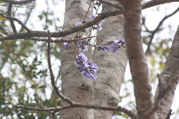 Fototapeta Detail photograph of a tree branch with purple flowers