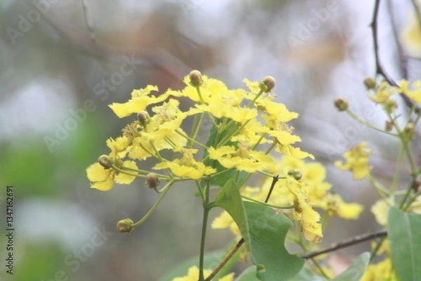Fototapeta Detail photograph of a tree branch with yellow flowers