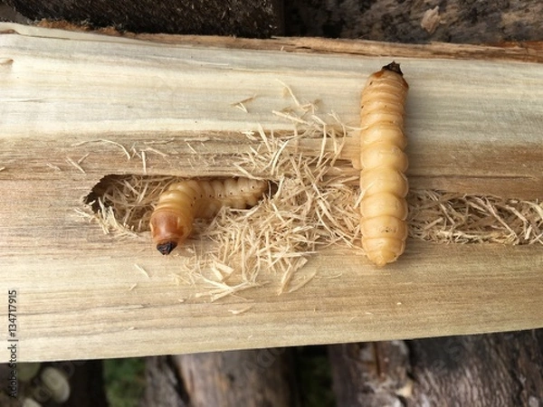 Obraz Mulmbock Larve